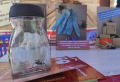 Arequipa: Realizan campaña contra accidentes de mordedura de araña (VIDEO)