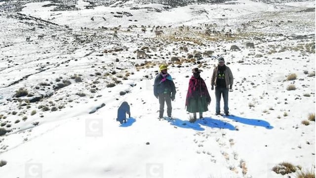 Granizada en Puno dejó más de 300 afectados por pérdida de camélidos