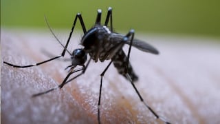 Casos de dengue en La Libertad aumentan más de 1.400 % y Virú concentra la mayor cantidad de contagios