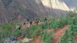 Policía erradica más de 90 plantones de marihuana tras intervención de seis parcelas en Ayacucho