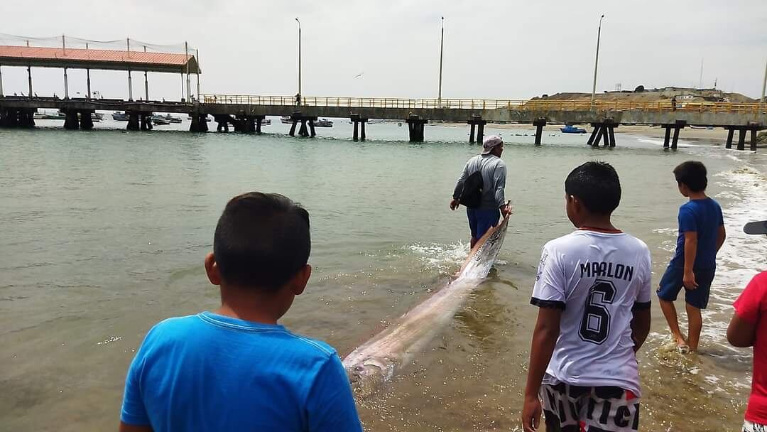 Tumbesinos se mostraron alarmados por la aparición del animal en el balneario de Punta Sal
