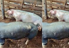 Ica: sujetos roban cerdos y afectan la economía de pobladores en Pachacútec