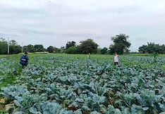 La Libertad: 735 agricultores cobraron seguro agrícola
