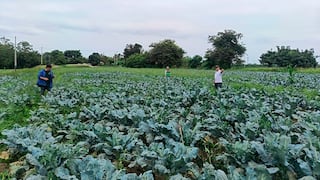 La Libertad: 735 agricultores cobraron seguro agrícola
