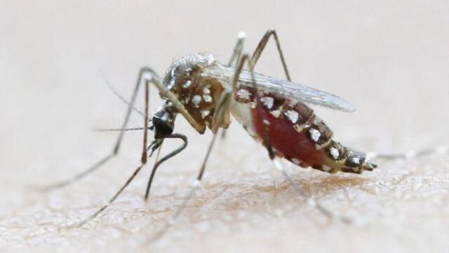 Dengue en Argentina: Muertes asciende a 280