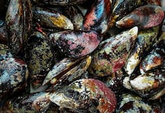 Arequipa: decomisan 640 kilos de choro en la Panamericana Sur