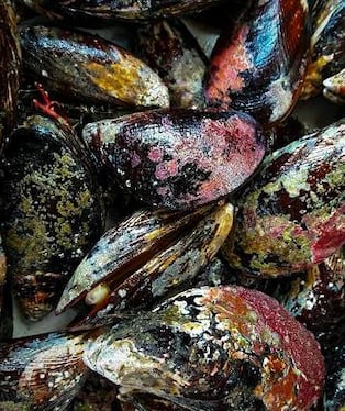 Decomisan 640 kilos de choro en operativo en Atico, en la Panamericana Sur