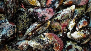 Arequipa: decomisan 640 kilos de choro en la Panamericana Sur