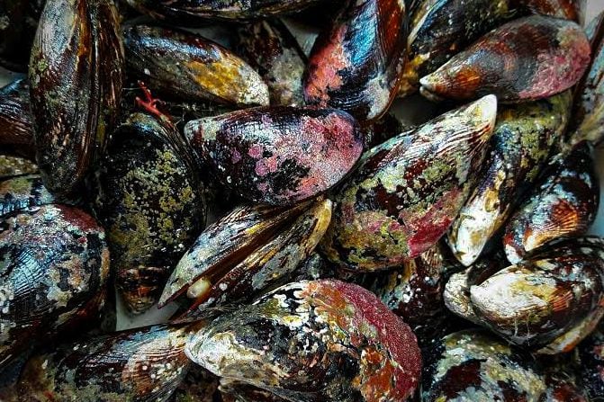 Decomisan 640 kilos de choro en operativo en Atico, en la Panamericana Sur