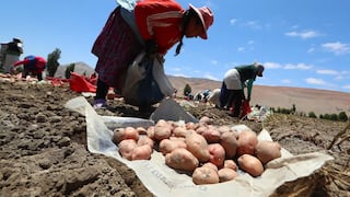 Arequipa registra caída en producción de papa y cobre, pero crece en energía eléctrica durante junio de 2026