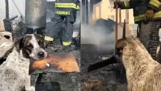 El conmovedor llanto de un perro tras incendio que consumió su hogar (VIDEO)