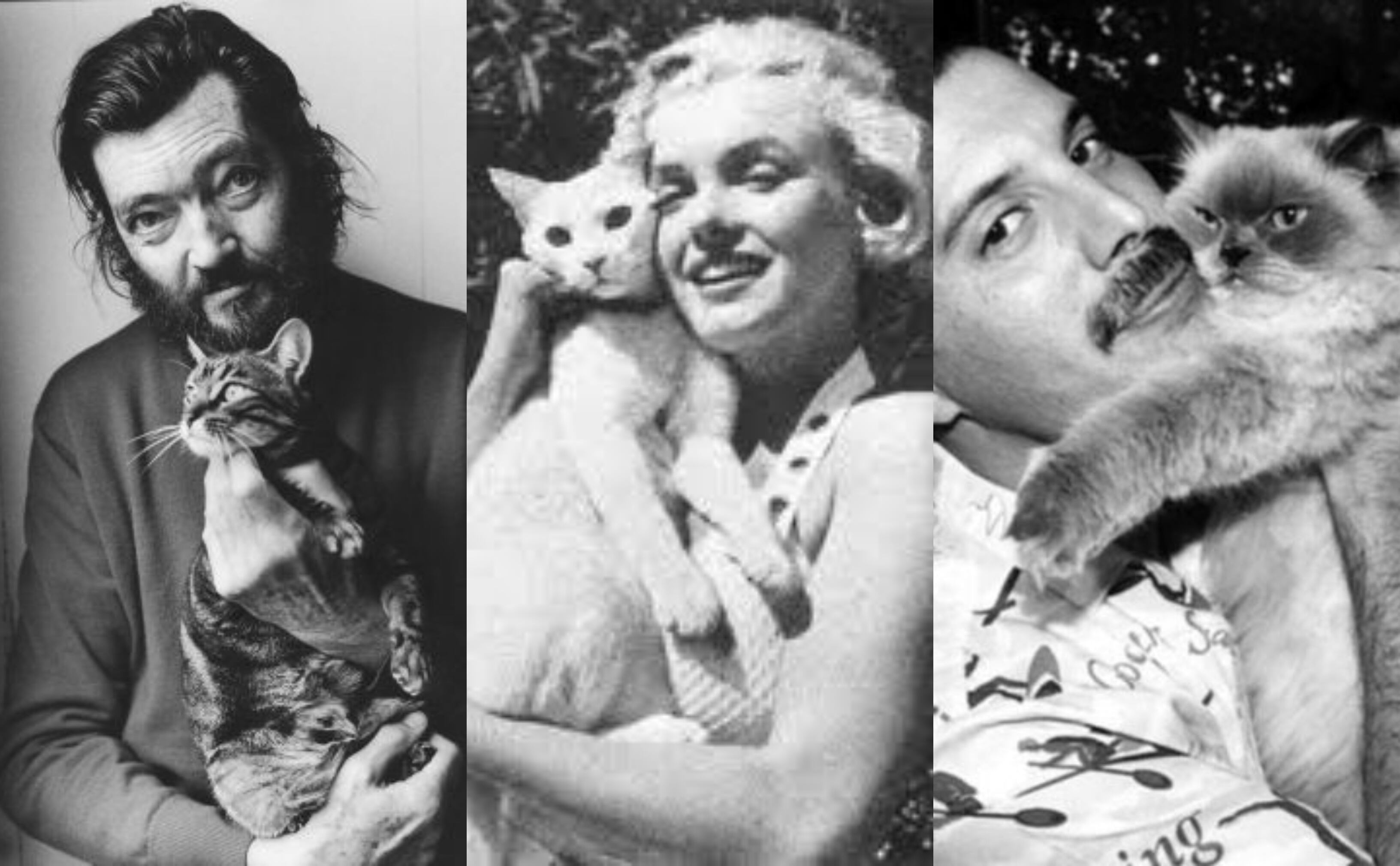 Pese a la creencia sobre la frialdad de los gatos, estos te pueden demostrar su cariño de las maneras más inesperadas.