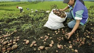 Producción agrícola en Junín crece en 4.5% el 2024 