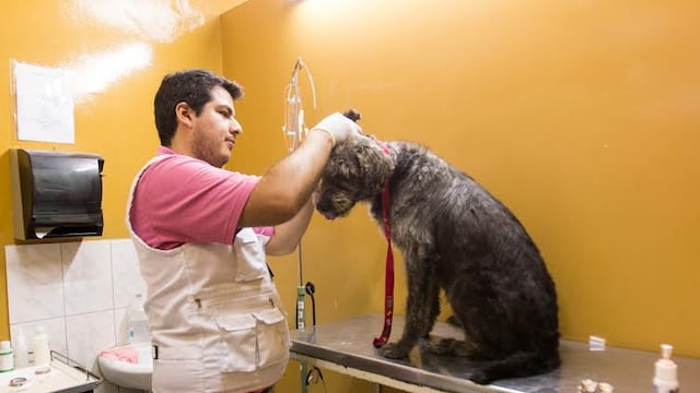 Mañana realizarán campaña veterinaria gratuita en Lince 