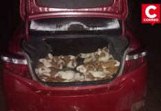 Huancayo: Abandonan vehículo con cientos de cuyes aparentemente robados