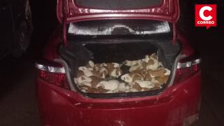 Huancayo: Abandonan vehículo con cientos de cuyes aparentemente robados