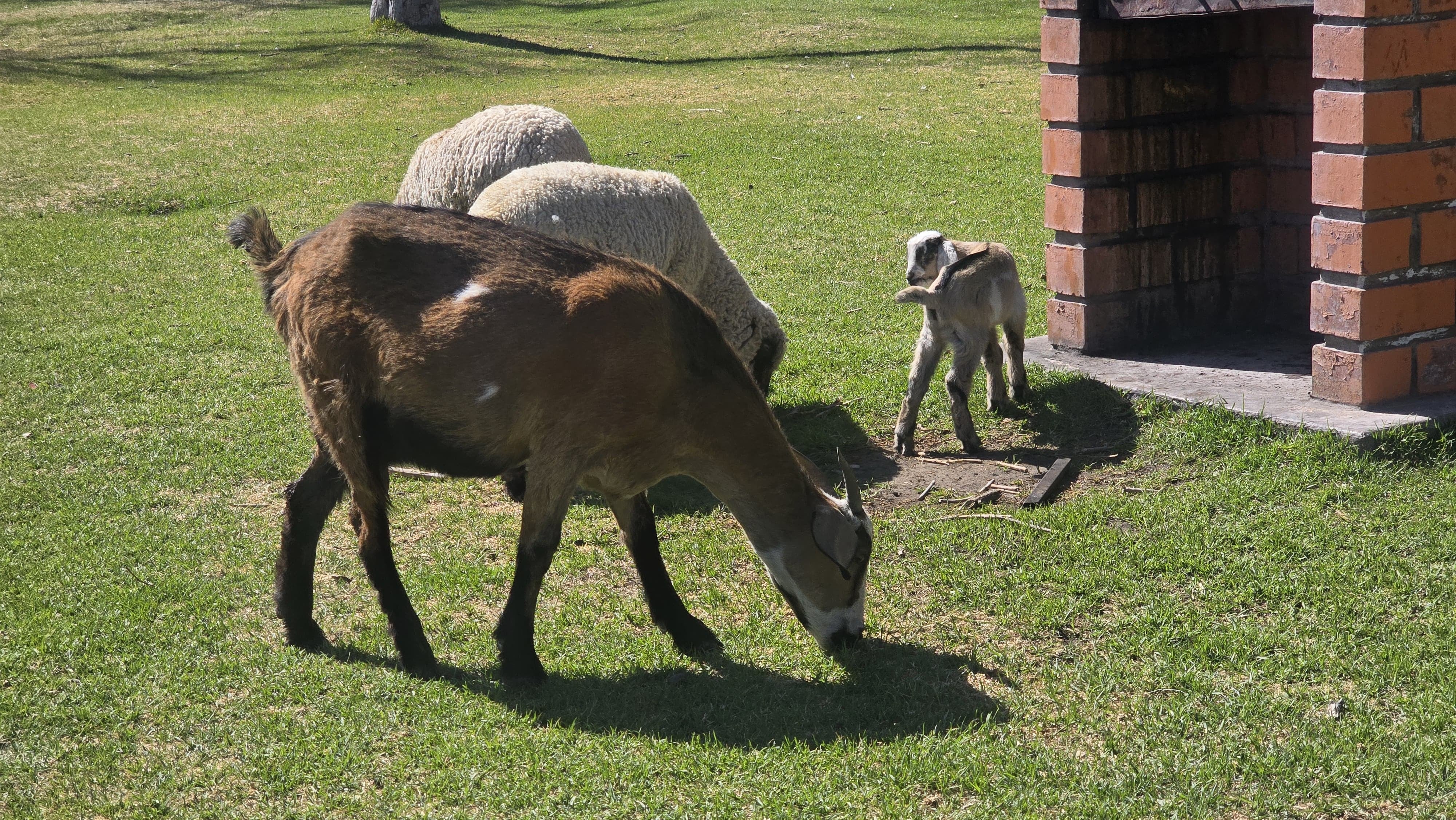 Parque ecológico El Bosque, en Socabaya. Foto: GEC.