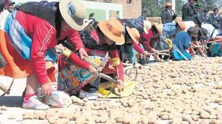 Más de 700 mil familias son responsables del cultivo de papa en Perú