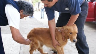 Arequipa: Regulan tenencia de perros en el distrito de José Luis Bustamante y Rivero