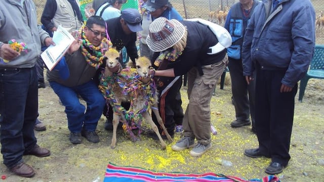 Puno: Realizan tradicional chacu, esquila, challa y matrimonios de vicuñas en Ananea