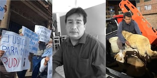 Seis canes fueron rescatados de vivienda donde se cometió homicidio y descuartizamiento. Los especialistas reiteran que animales también fueron víctimas de las circunstancias y que ahora se hallan estables.