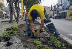 Recuperan las áreas verdes de las principales avenidas de Trujillo