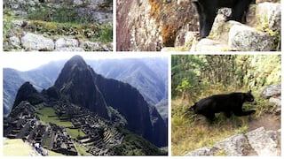 Machu Picchu: Oso de anteojos sorprende a turistas en su visita