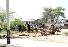 Comuna sanciona al consorcio Piura por talar árboles sin autorización