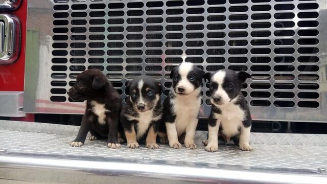 Huancavelica: Bomberos rescatan cuatro perritos que estuvieron a punto de ser arrastrados por río