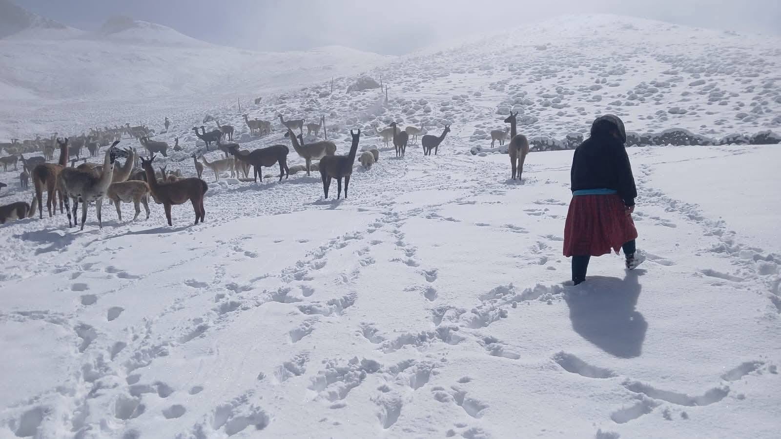 La nieve impide la alimentación de las llamas y alpacas, causando incluso la mortandad