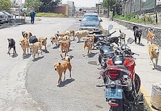 Arequipa: En 26 años, solo dos municipalidades cumplen con la ley de tenencia de perros