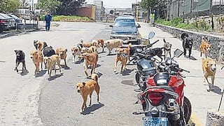 Arequipa: En 26 años, solo dos municipalidades cumplen con la ley de tenencia de perros