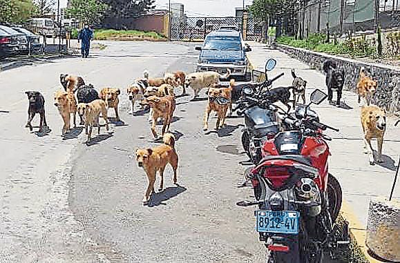 Los perros en la calle son un peligro, advierte la Gerencia Regional de Salud de Arequipa. Foto: GEC.