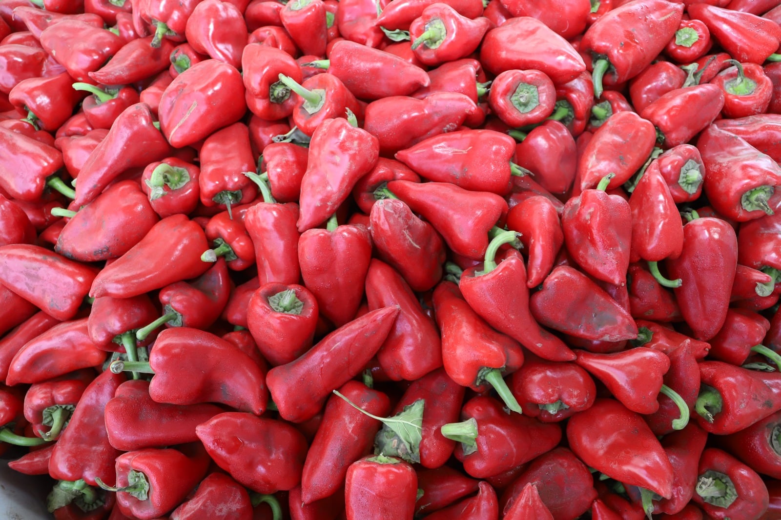 La Libertad se posicionó como el principal productor de Pimiento piquillo en el país, producto que tiene gran demanda en España.