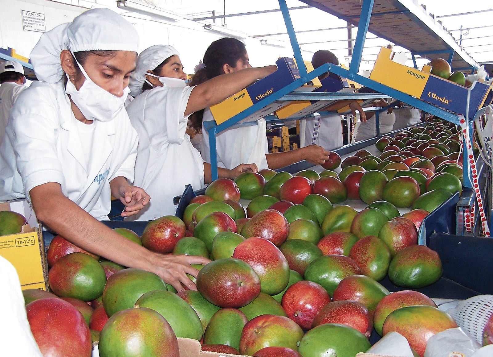 Piura: Más del 60% de la producción agrícola está en peligro por El Niño