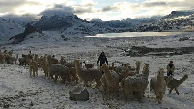 Tacna: Lluvias y friaje ponen en riesgo a más de 11,000 cabezas de llamas y alpacas