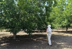 Ica: realizan ensayo de control de plaga del pulgón amarillo en pécanos de Santiago