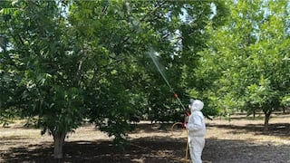 Ica: realizan ensayo de control de plaga del pulgón amarillo en pécanos de Santiago