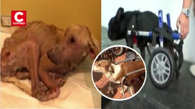 Rehabilitación en mascotas: Perritos y gatos tienen una segunda oportunidad con terapias (VIDEO)