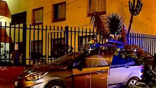 Enorme cactus cae sobre automóvil en Villa Militar de San Borja (VIDEO)