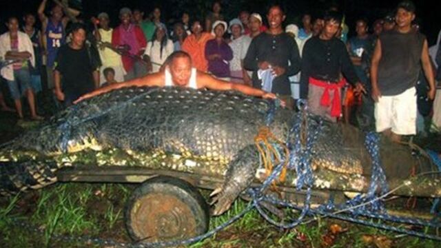 Murió el cocodrilo más grande del mundo