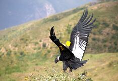 Congreso: Presentan proyecto de ley para prohibir el uso del cóndor andino en actividades públicas