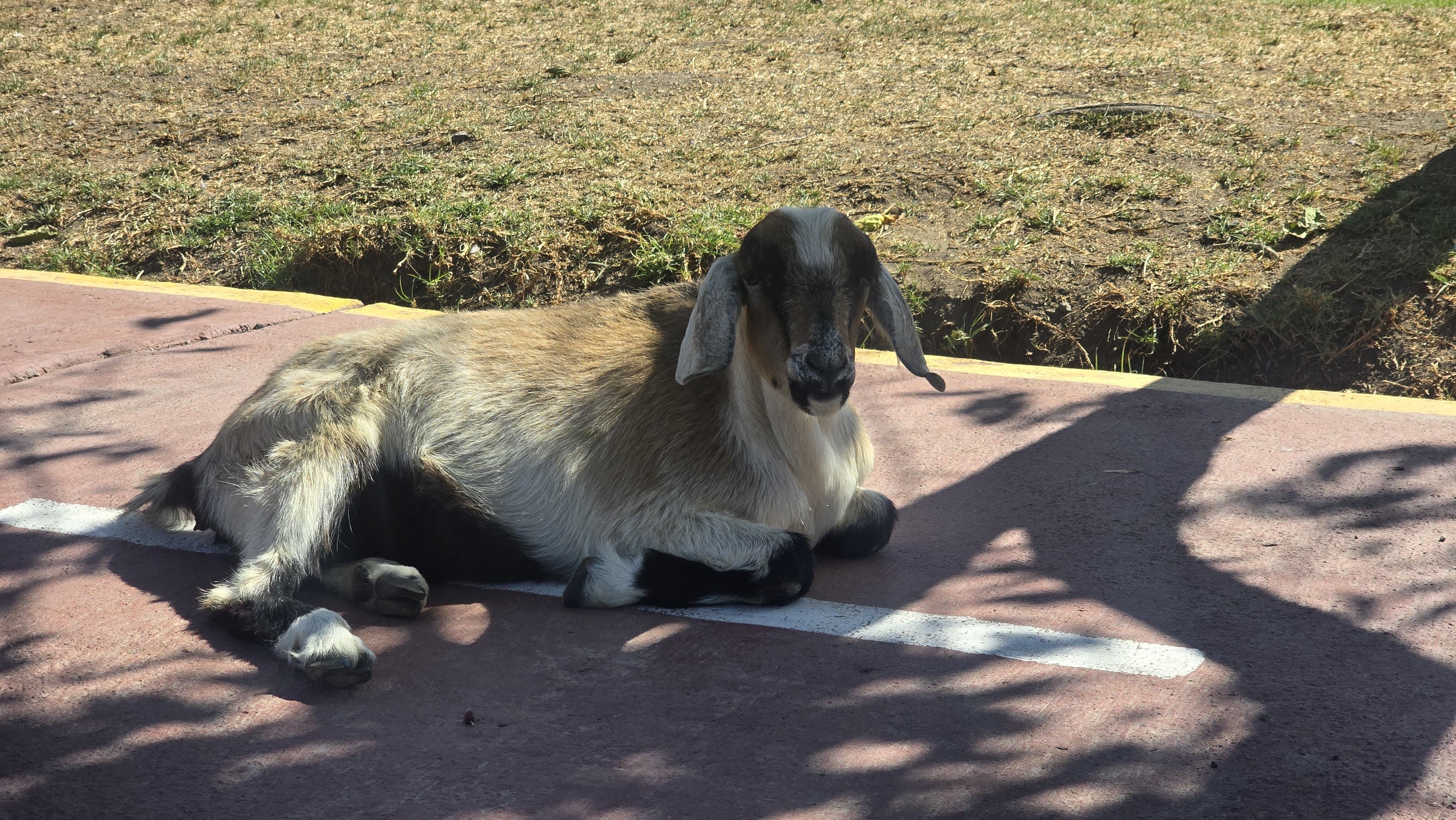 Parque ecológico El Bosque, en Socabaya. Foto: GEC.