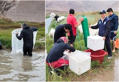 Pisco: siembran 196 mil larvas de camarón de río en Huancano para repoblar afluentes
