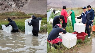 Pisco: siembran 196 mil larvas de camarón de río en Huancano para repoblar afluentes