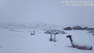 Arequipa: 10 mil cabezas de ganado en peligro en Choco por heladas y aislamiento debido a derrumbes