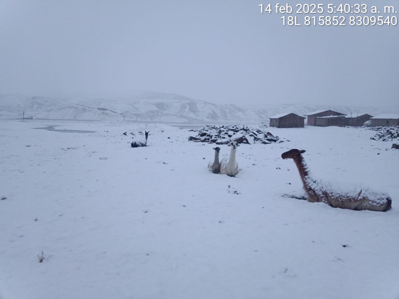Alpacas en riesgo por heladas en Choco, en Castila. Foto: GEC.