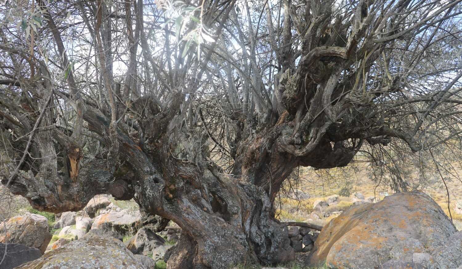 Cuatro ejemplares fueron reconocidos como árboles patrimoniales en Condesuyos, en Arequipa. Foto: Serfor.