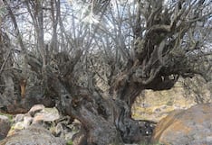 Arequipa: Cuatro árboles de casi 400 años son declarados patrimonio en Condesuyos