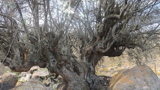Arequipa: Cuatro árboles de casi 400 años son declarados patrimonio en Condesuyos